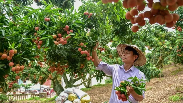 Bac Giang to export lychee via Kep railway station