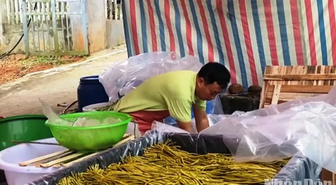 Lao Cai exports pickled asparagus beans to Japan for first time