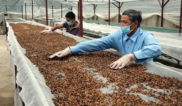 Stocks of coffee producers less appealing on market