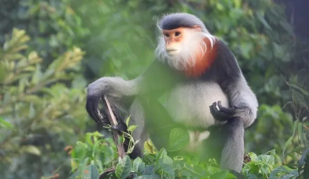 Efforts exerted to protect gray-shanked douc langurs in Phu Yen