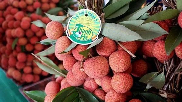 Hai Duong province works to ensure smooth lychee sales