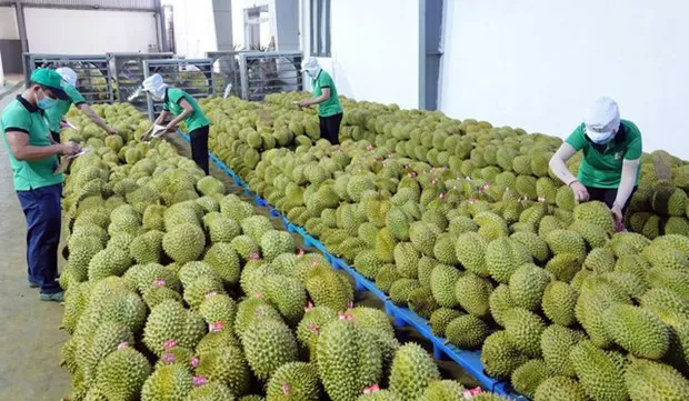 Durian exports forecast to boom