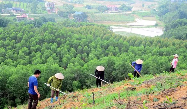Newly planted forest area increases 4.7% in Q1