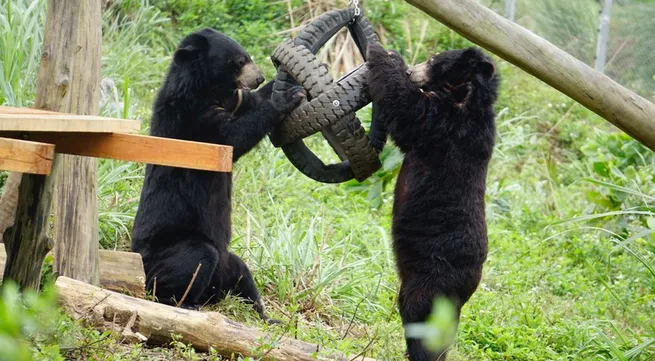 Bear Sanctuary Ninh Binh promotes sustainable tourism
