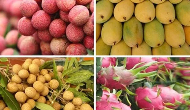 Vietnamese fruits gain strong foothold in Australia