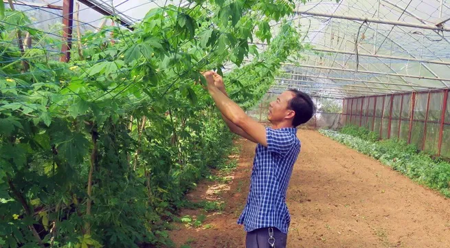 Quang Binh develops organic agriculture