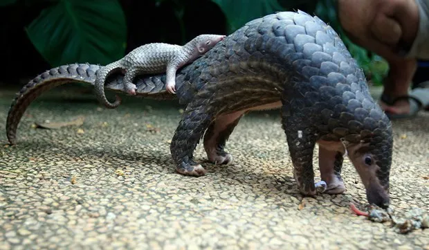 Endangered Sunda pangolins released into wild in Ninh Binh