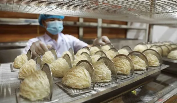 Vietnamese bird’s nests see opportunities to enter Chinese market