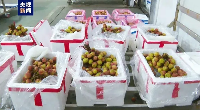 China welcomes Vietnam’s early-ripening lychees