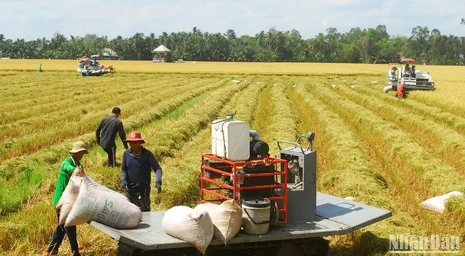 Rice industry requires right investment