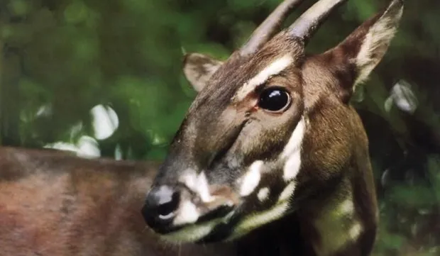 Quang Binh works to save Saola from brink of extinction