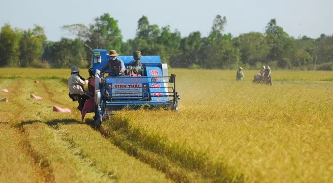 Vietnam’s rice export prices on downward trend