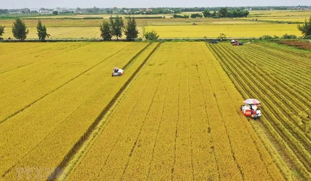 Joint efforts needed for sustainable development of rice farming in Mekong Delta
