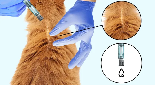 Boehringer Ingelheim launches its broad-spectrum topical parasite treatment for cats in Vietnam