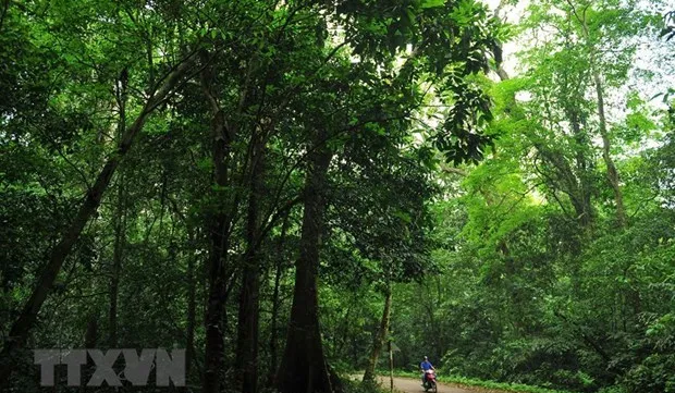 Forest eco-tourism should be expanded: experts