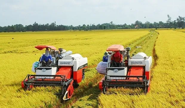 Price of Vietnam’s exported rice maintains uptrend