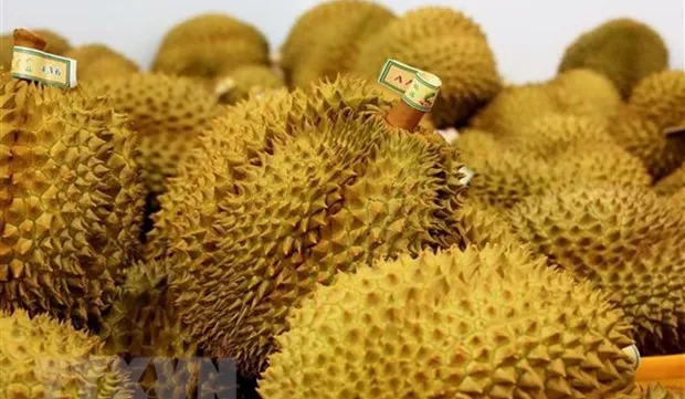 Durian export brings home 1.63 billion USD in 9 months