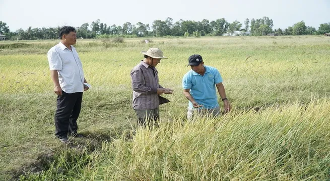Rice market vibrant again