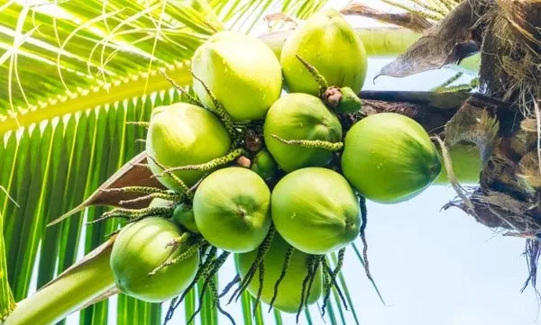 Vietnam’s coconut sector aims for export revenue of 1 billion USD