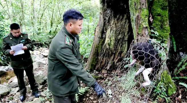 Rare stump-tailed macaque released to nature in Ha Giang