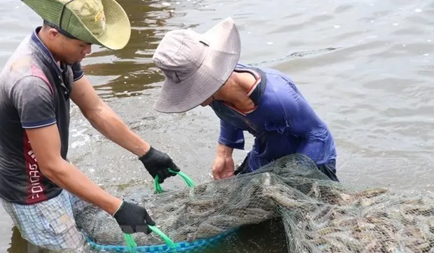 Bac Lieu aims for over 1 billion USD in shrimp exports this year