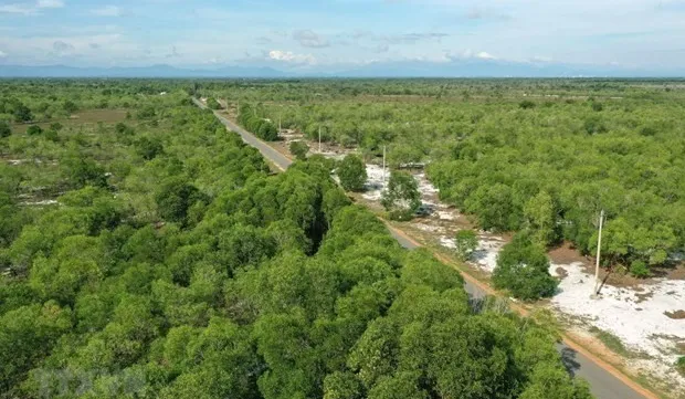 Vietnam's forest coverage remains at 42.02%: agriculture ministry