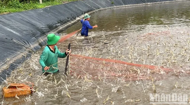 Vietnam’s shrimp sector still has strong potential for growth