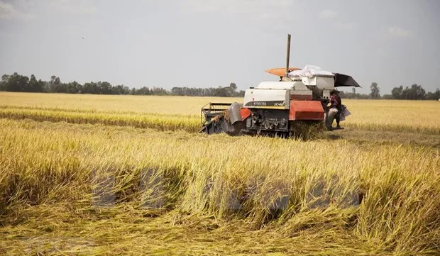 Vietnamese rice prices increase after India’s export ban