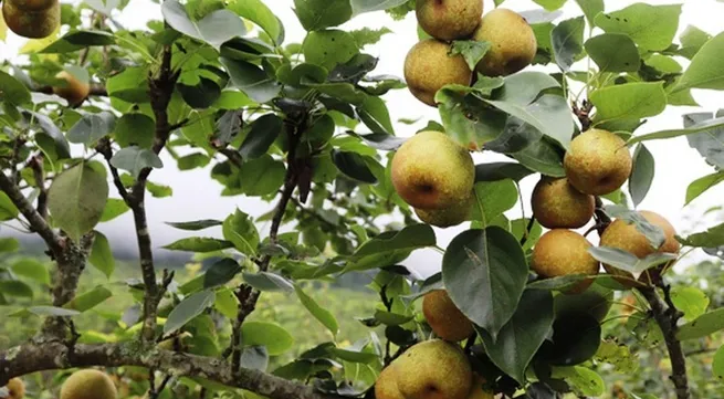 Lao Cai to host ripe pear picking festival