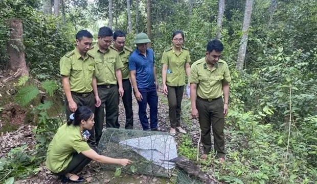 Asiatic brush-tailed porcupines released into wild in northern Vietnam