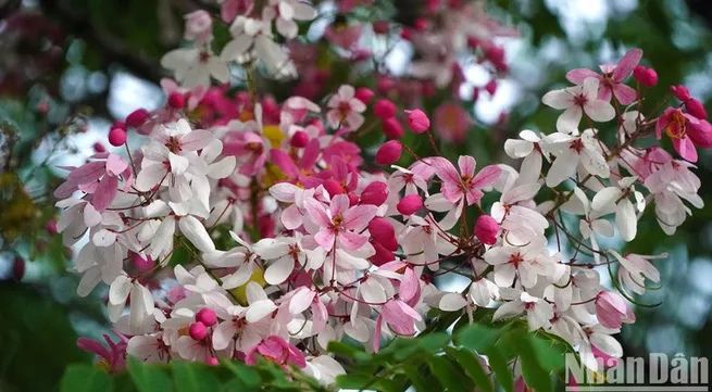 Java cassia flowers bloom in Dong Thap