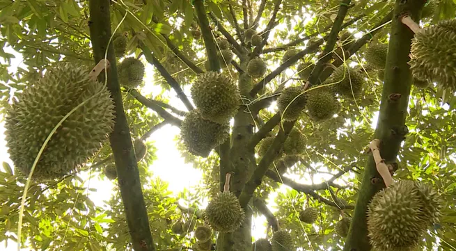 Durian exports to reach 2 billion USD
