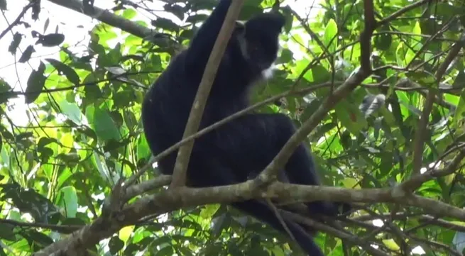 Bac Kan discovers white-cheek langur for the first time