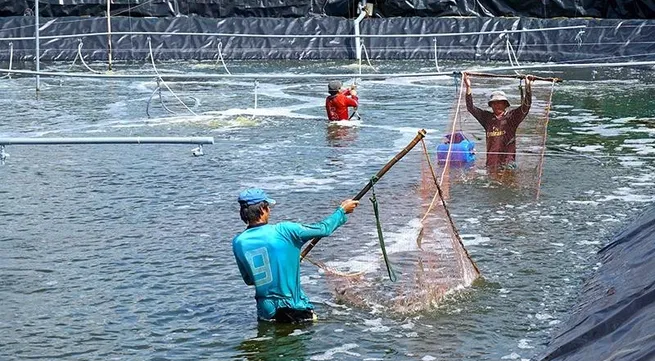 About 15 trillion VND with preferential rates to be provided for forestry and fishery sector