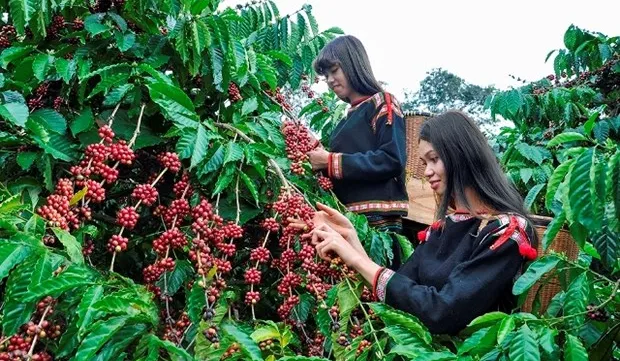 Coffee industry striving to adapt to EU’s anti-deforestation law