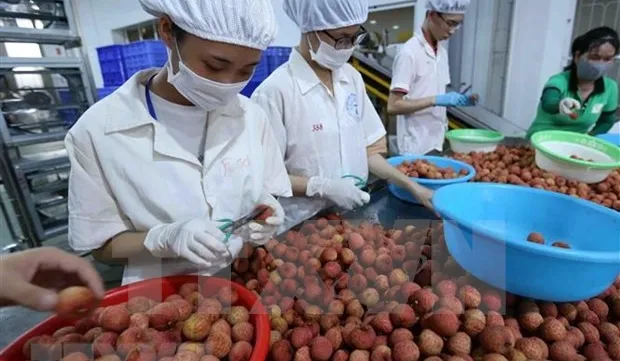 Austria a promising market for Vietnamese fruits: Experts