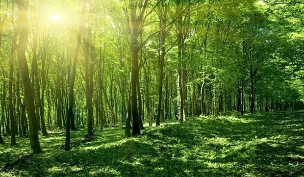 ​National plan issued to implement Glasgow declaration on forests, land use