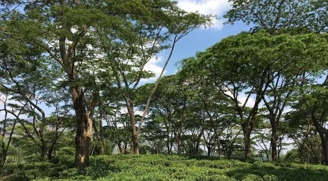 Forest carbon credits and people's expectations