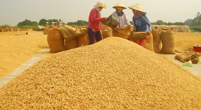 Mekong Delta to develop 500,000 hectares of high quality rice