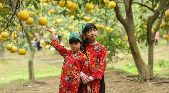 Dien pomelo – a citrus offering for Lunar New Year