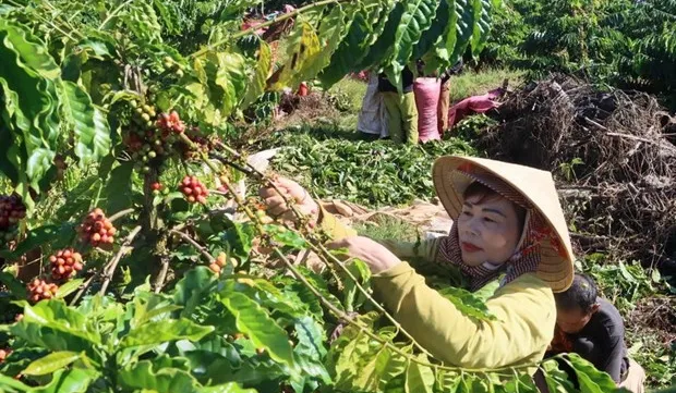 Coffee prices forecast to keep rising due to supply shortage in 2024