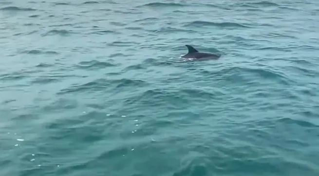 Dolphins, whales spotted multiple times around Co To island