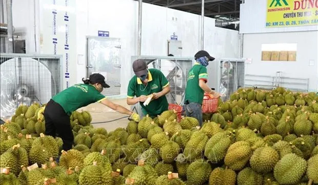 Vietnamese durian exports reel in about 2.22 billion USD