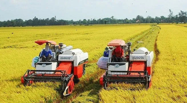 Export results in 2023 provide stepping stone for rice sector next year