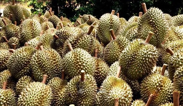 Over 255 tonnes of durian exported via Lao Cai border gates in first days of 2024