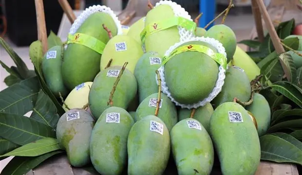 An Giang exports first green-peel elephant mangoes to Australia, US
