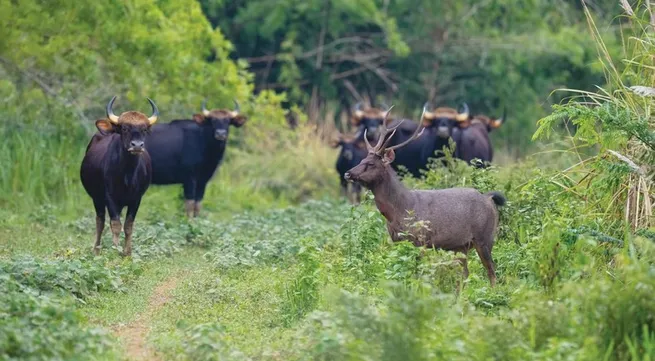 Cat Tien National Park targets to win IUCN Green List recognition