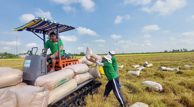 Rice exports to set record turnover of 5 billion USD in 2024