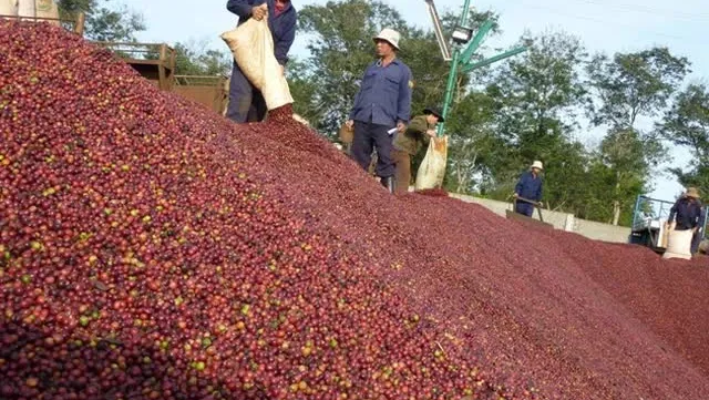 Vietnam’s coffee export value doubles in January