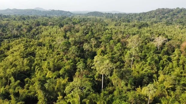 Seminar tackles challenges for Vietnam's forestry development